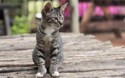 Comment dresser un chat ? Voici les erreurs à éviter
